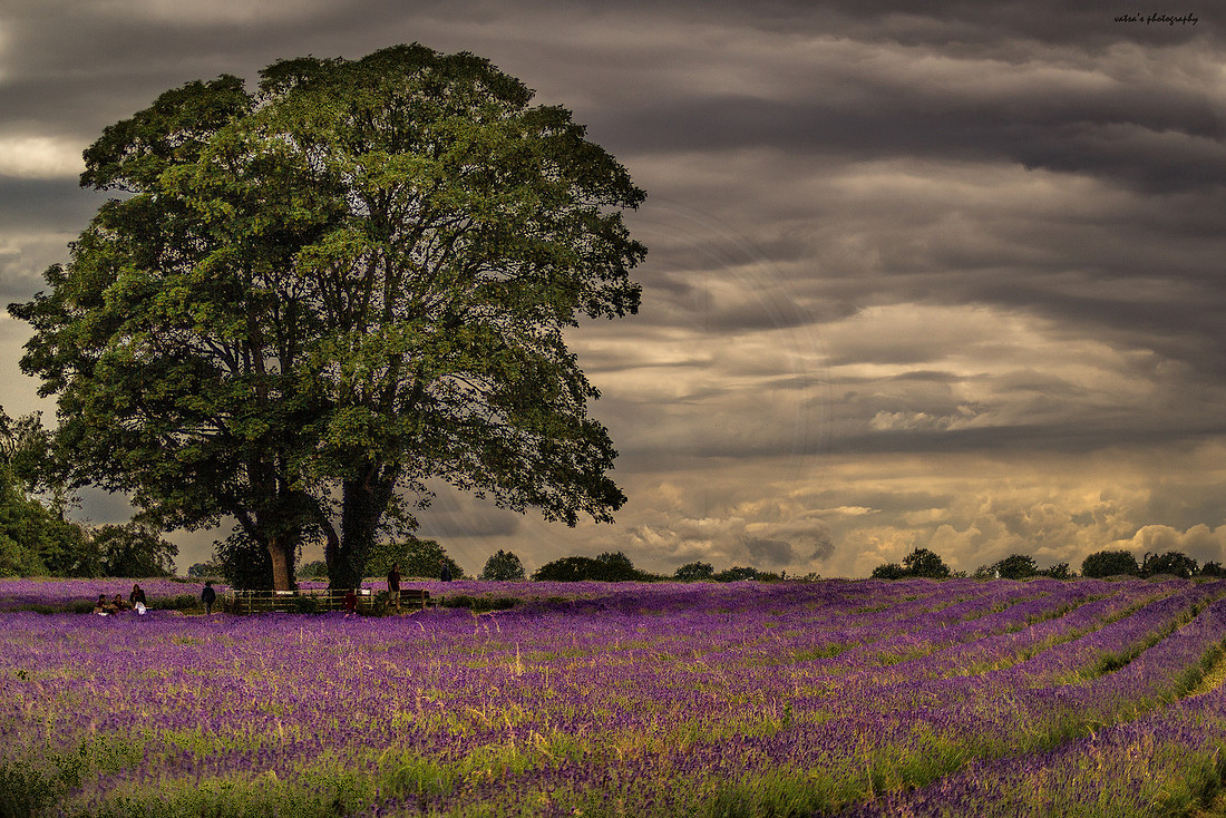 Mayfield Lavender Farm