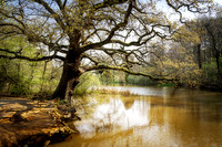 Trent Park