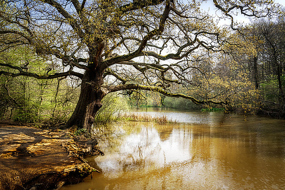Trent Park